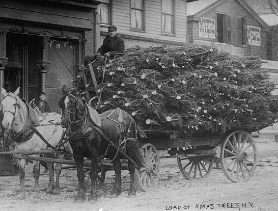 How to Keep Your Christmas Tree Fresh Mommy Perfect