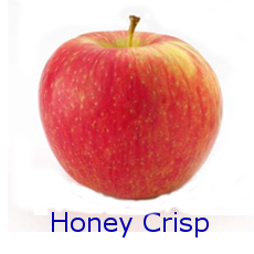 Honey Crisp Apple - How to Use 10 Common Apple Varieties